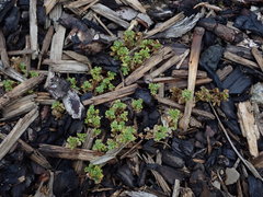 Alchemilla australis