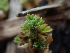Alchemilla australis