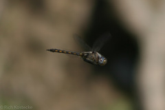 Epitheca petechialis