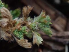 Alchemilla australis
