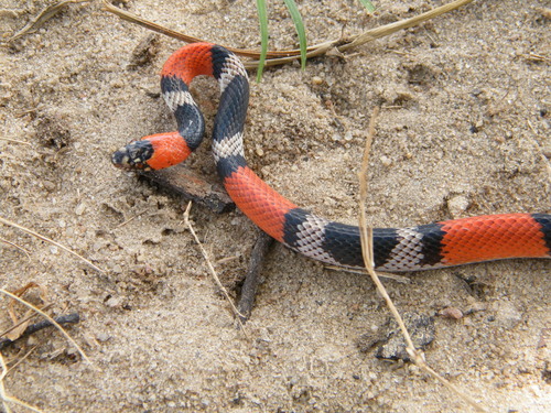 Photo of a Brazilian False Coral Snake (Oxyrhopus trigeminus)