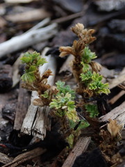 Alchemilla australis