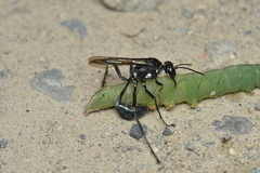 Eremnophila