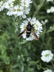 Paranthrene tabaniformis