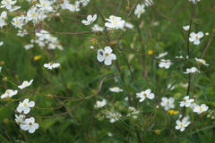 Ranunculus aconitifolius