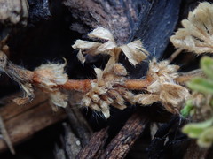Alchemilla australis