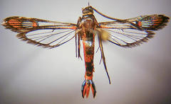 Carmenta rubricincta