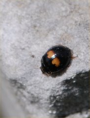 Coccinellidae