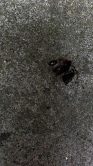Bombus hypnorum