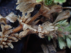 Alchemilla australis