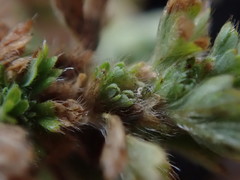 Alchemilla australis