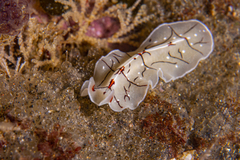 Eurylepta californica