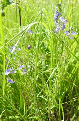 Veronica austriaca jacquinii