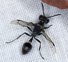Metapolybia
