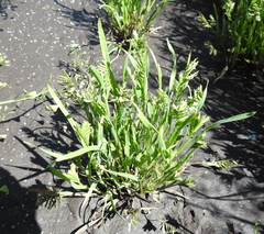 Sclerochloa dura