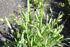 Sclerochloa dura