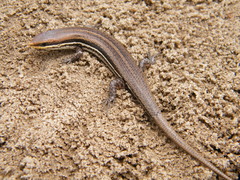 Brasiliscincus heathi