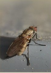 Diptera