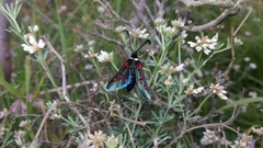 Zygaena lavandulae