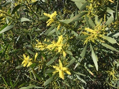 Acacia longifolia longifolia