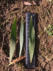 Acacia longifolia longifolia