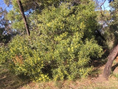 Acacia longifolia longifolia