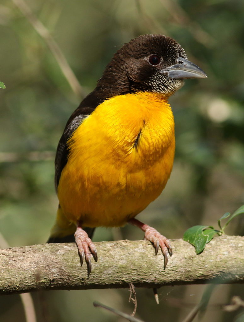 Dark-backed Weaver photo