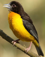 Dark-Backed Weaver photo 1