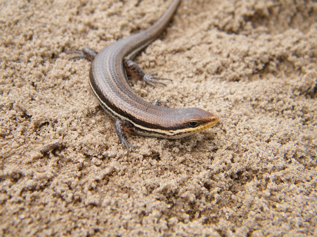 Brazilian Mabuya