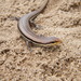 Heath's Small-headed Skink - Photo (c) Frederico Acaz Sonntag, some rights reserved (CC BY-NC), uploaded by Frederico Acaz Sonntag
