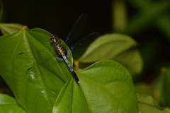 Erythrodiplax basalis