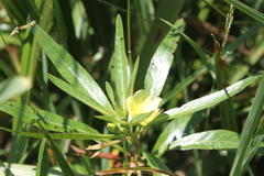 Ludwigia adscendens diffusa