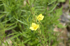 Oenothera clelandii
