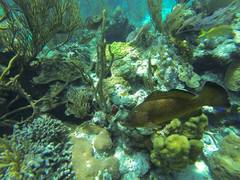 Epinephelus guttatus