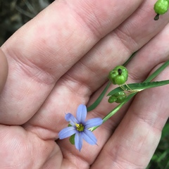 Sisyrinchium montanum
