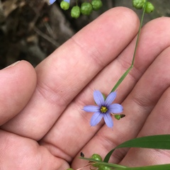 Sisyrinchium montanum