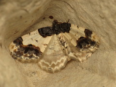 Ligdia adustata