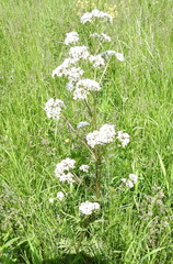 Valeriana rossica