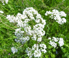 Valeriana rossica