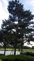 Pinus tabuliformis