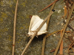 Lomographa temerata