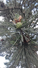 Pinus tabuliformis