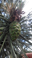 Pinus tabuliformis