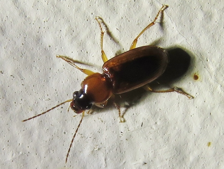 Stenolophus dissimilis from Lochwood Neighborhood, Dallas, TX on June 3