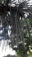 Pinus tabuliformis