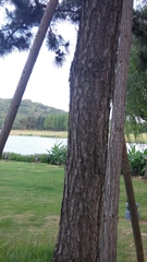 Pinus tabuliformis