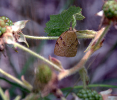 Sparganothis umbrana