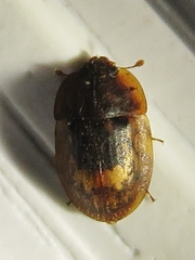 Lobiopa insularis