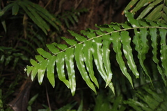 Nephrolepis biserrata