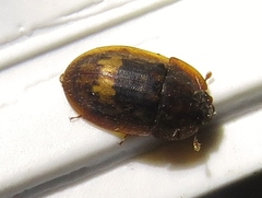 Lobiopa insularis